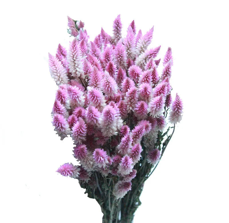 Dried Phoenix Tail Bouquet for Vases & Floor Vase Arrangements | Natural Dried Flowers | Boho Home & Office Decor, About 10 Stems
