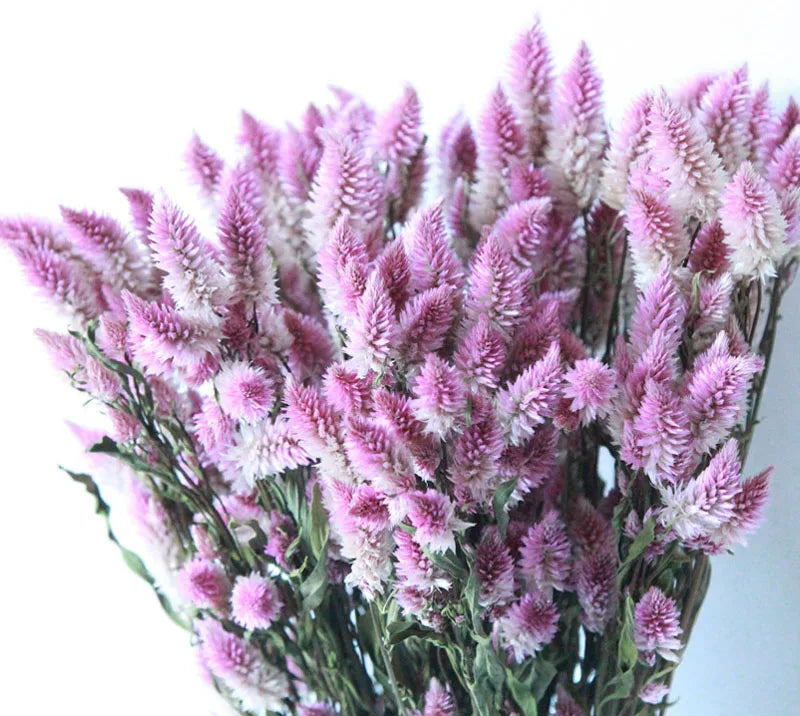 Dried Phoenix Tail Bouquet for Vases & Floor Vase Arrangements | Natural Dried Flowers | Boho Home & Office Decor, About 10 Stems